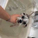 개르띠에 | 🐶 인형 미모 완성! 말티 곰돌이 컷과 천연아로마스파케어 받은 날 – 창원애견미용 개르띠에 후기 🤍