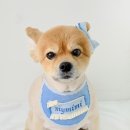 마이미미 반려견미용실 이미지