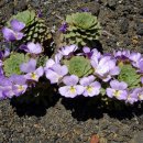떡잎제비꽃 [비올라 코틸레돈 (Viola cotyledon)] 이미지