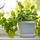 페페로미아 이미지