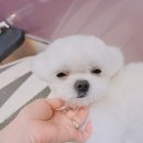 댕댕이 이쁘개 이미지