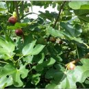 김용태농장 이미지