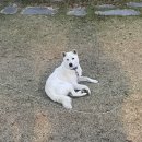 솔다과