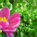 작약꽃펜션 이미지