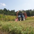 남원종자 이미지