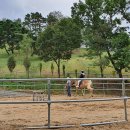 칠곡양떼목장 이미지