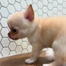 쿨펫(평촌) 이미지