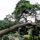 솔방솔방 이미지