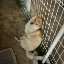 아트펫 갤러리 이미지