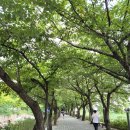 구름산산림욕장 | [자연속으로] 서울광명ᆢ250907ᆢ구름산과 광명동굴 트레킹 산책