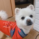 멍냥이네 구멍가게 이미지