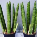 원예테라피 이미지