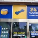 도그마캣일광