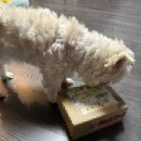 멍멍샤워 | [슈퍼세이브]댕이럽 곰보배추시럽 |반려견면역 간식 추천 후기