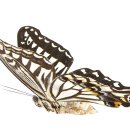 해드림출판사 나비의 꿈…나비효과의 신비를 밝히다 이미지