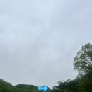 국도 38호선 이팝나무 | 춘천 감자밭 오픈런 후기/단양 만천하스카이워크&amp;짚와이어 입장료 할인 꿀팁