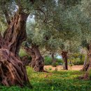 숲 in the grove 이미지