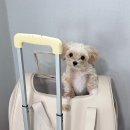 위드미 다나병원점 | 강아지 이동가방 비교 | 올치 슬링백 vs 아워사이드 확장형 캐리어