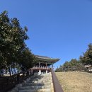 서천 마량리 동백나무 숲 이미지