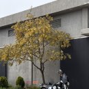 한신로 | Review | 분위기 좋은 서귀포 음악바 @남온, 점심 방문 후기