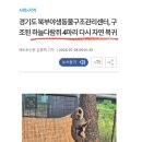 경기도야생동물구조관리센터 | 🐿️ 다시 숲으로 돌아간 하늘다람쥐 이야기 : 경기도야생동물구조관리센터 : 야생동물 구조 리포트 🎤