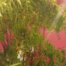 김군토이 이미지