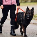 프라임 도그 이미지