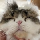 고양이 주택 이미지