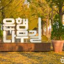 염치읍 은행나무길 이미지