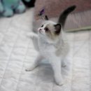 나는 고양이에 빠지다 이미지