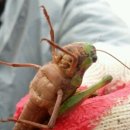 (주)도촌건설 | 공사중, 2012 벌초이야기, 듬직한 서니가 듬직하게 동행했다.