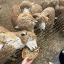 초원농장 | 구례 지리산치즈랜드 양먹이주기 체험 후기｜초원뷰 농장 피크닉으로 아이와 힐링했어요