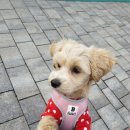 예뿐강아지 이미지