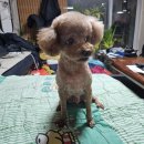 이쁘개 이쁘개 이미지