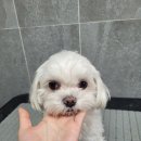 코코 SALON 네이버블로그