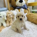 데일리독 의정부강아지분양 애견분양 이미지