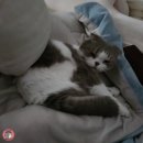 안산 단원 미용실 3년째 단골 그레이스 헤어살롱 남편돈내산 히피펌 대성공 후기