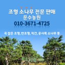 [문수농원] 곡 잡은 조형소나무, 반조형 소나무, 직간 소나무, 공사목 소나무 등 판매/매매/도매 이미지