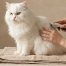 이발하기좋은날 | 😸페르시안 고양이, 집에서 안전하게 털 깎기 (야매미용)