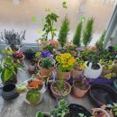 벨루스로즈 펜션 이미지