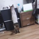 반려동물 셀프미용 이미지