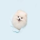 블루멍 펫 테라피 이미지