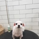 호야네애견샵 이미지