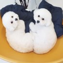 그루밍051 이미지