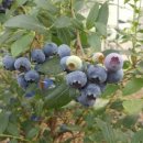 한라농장 이미지