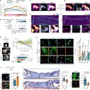 근막 재생전구세포, 힘줄세포, 섬유아세포 - Mechanobiology(세포역학 생물학) 최신논문탐구 이미지