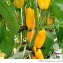 파프리카유치원 이미지