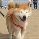 웃는강아지 이미지