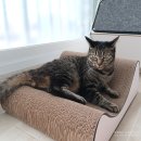 고란지 | 고양이 스크래쳐 고르는꿀팁 형태, 재질, 디자인!