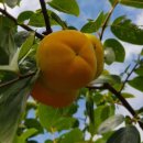 왕산딸기 왕보리수 대추나무 포도 이미지